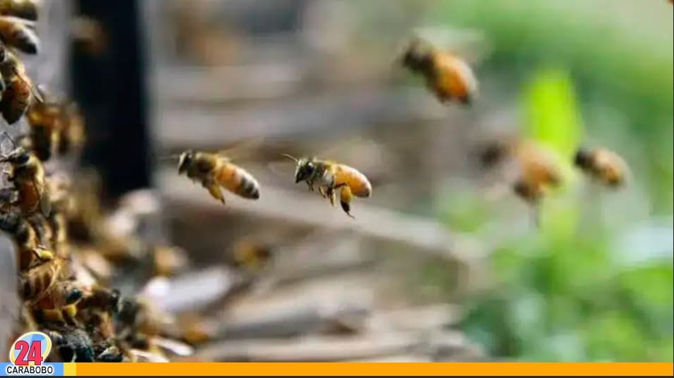Enjambre de abejas en mayo 2025, pasos a seguir: