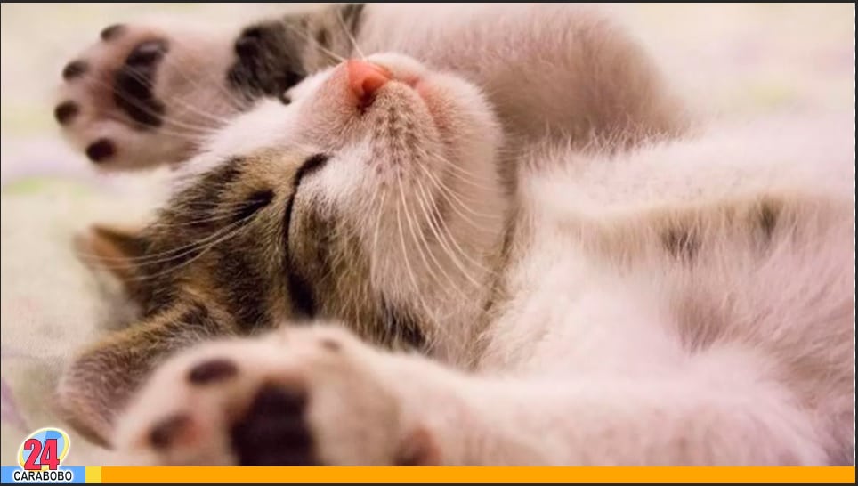 Para que el gato siempre esté feliz