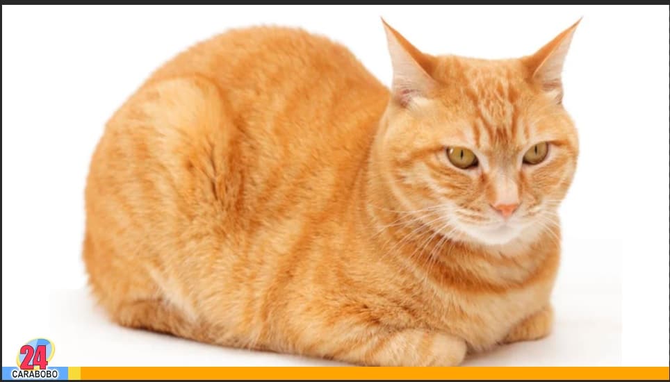 Posición pan de gato