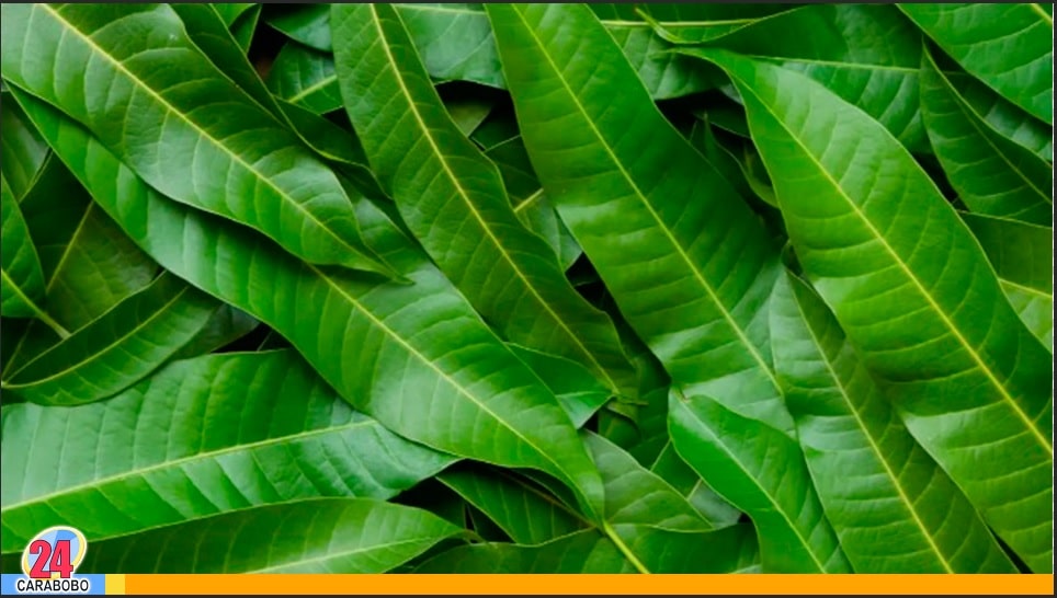 Plantas recomendadas para golpes o torceduras