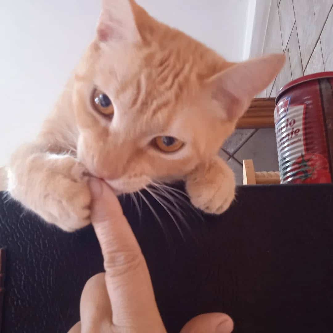 Factores generan estrés en tu gato