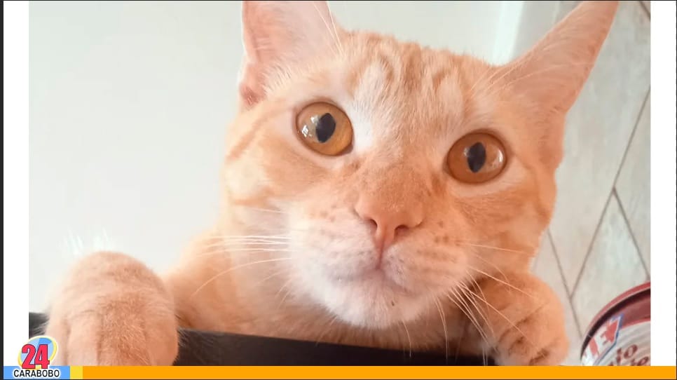 Factores generan estrés en tu gato