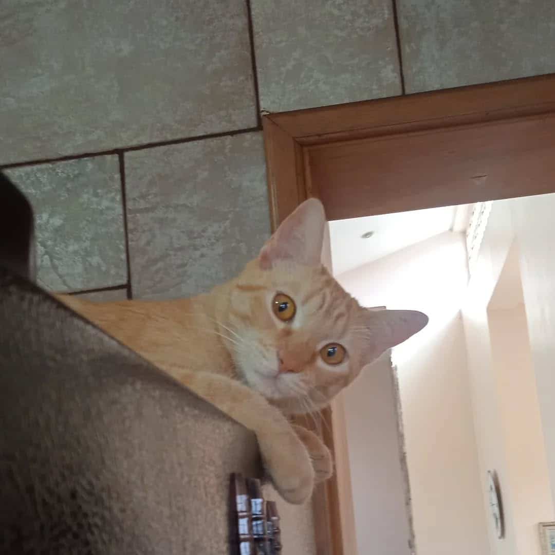 Factores generan estrés en tu gato