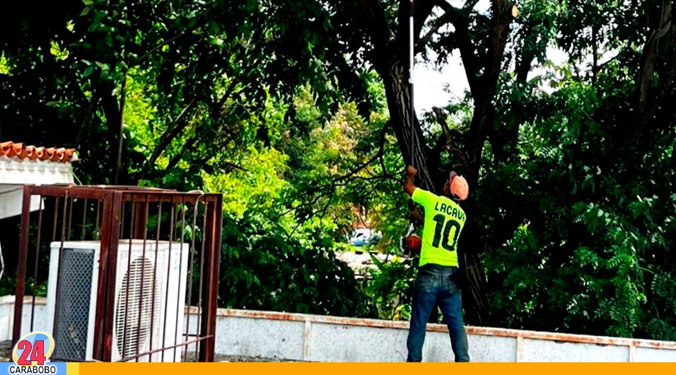 Poda preventiva y limpieza en Los Arales