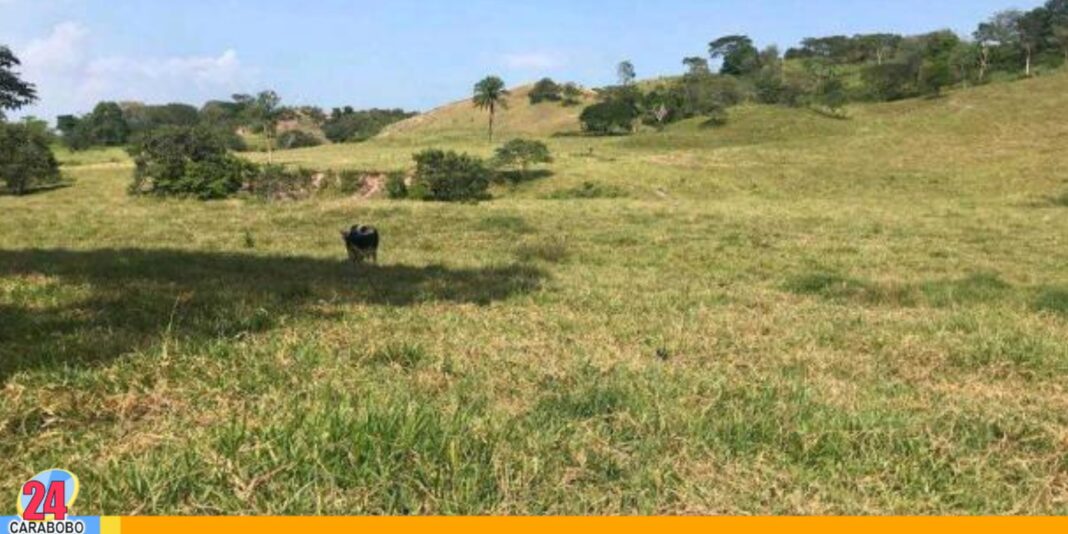 22 personas invadieron finca Barinas
