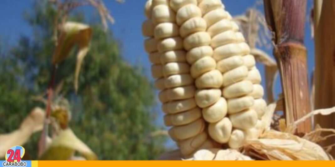 Producción maíz blanco cubre el 80 %