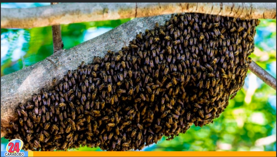 Enjambre de abejas en el centro de Puerto Cabello