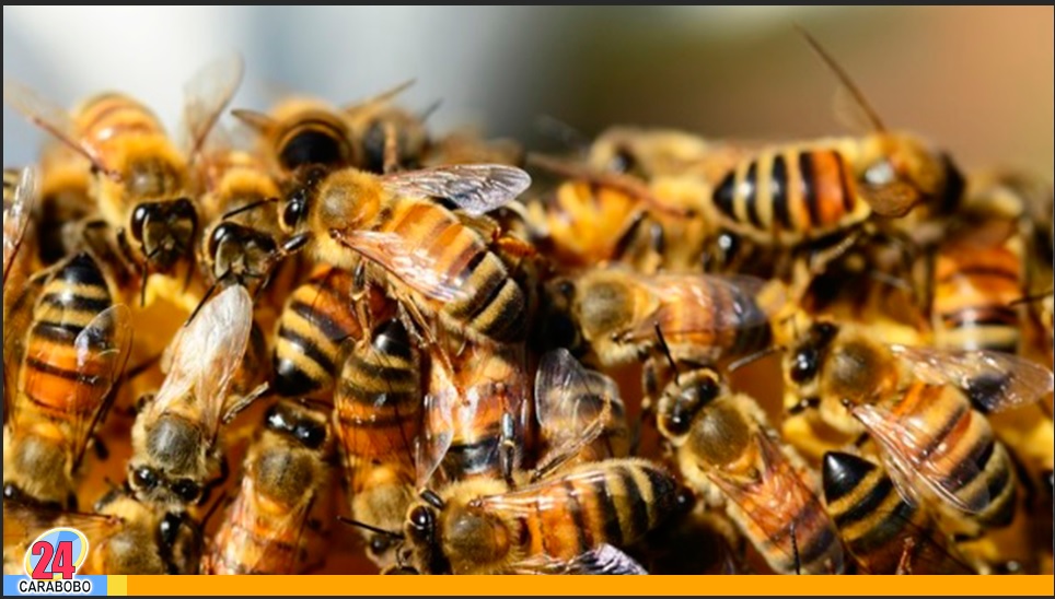 Ataque de abejas en Puerto Cabello