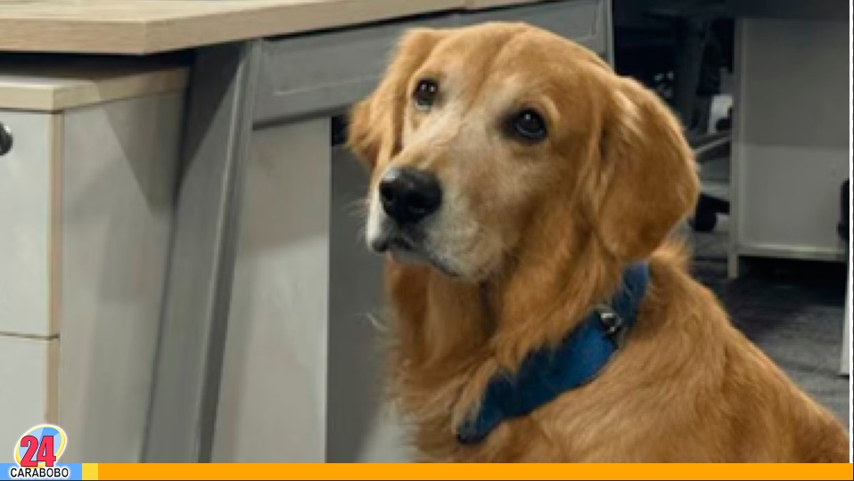 Un Golden Retriever tendrá este cargo