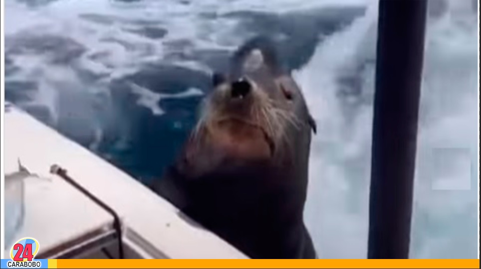 Foca se volvió tendencia esperando por un buen pez