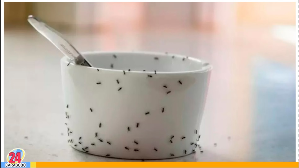 Alejar las hormigas de la cocina