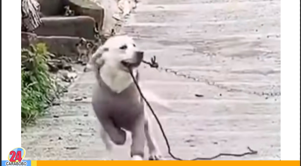 Perro soltó a su amigo