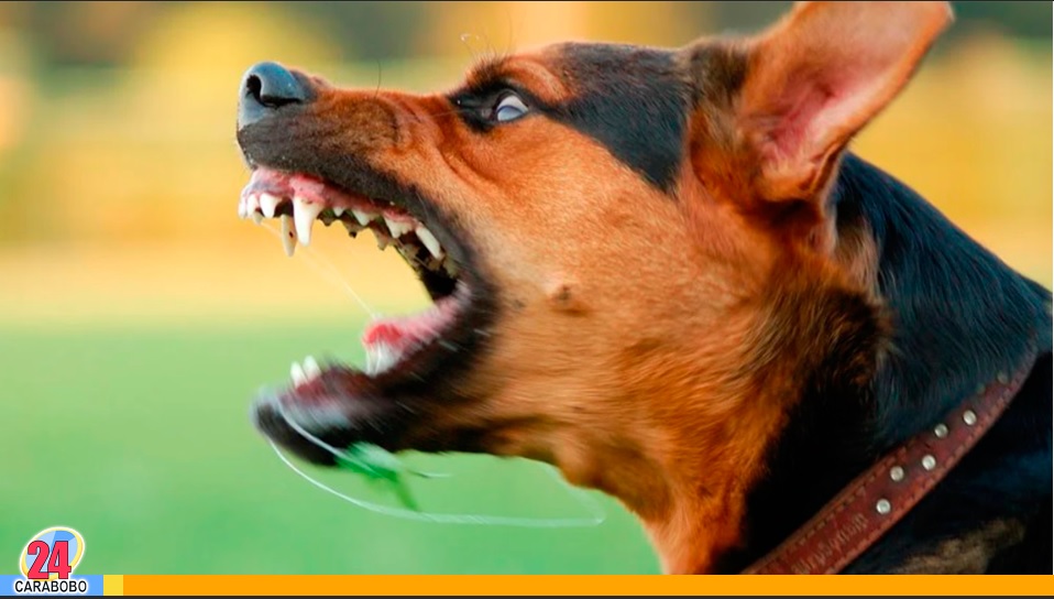 Murió al ser atacada por los perros que cuidaba