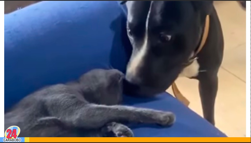 El susto que pasó el perro por su amigo el gato