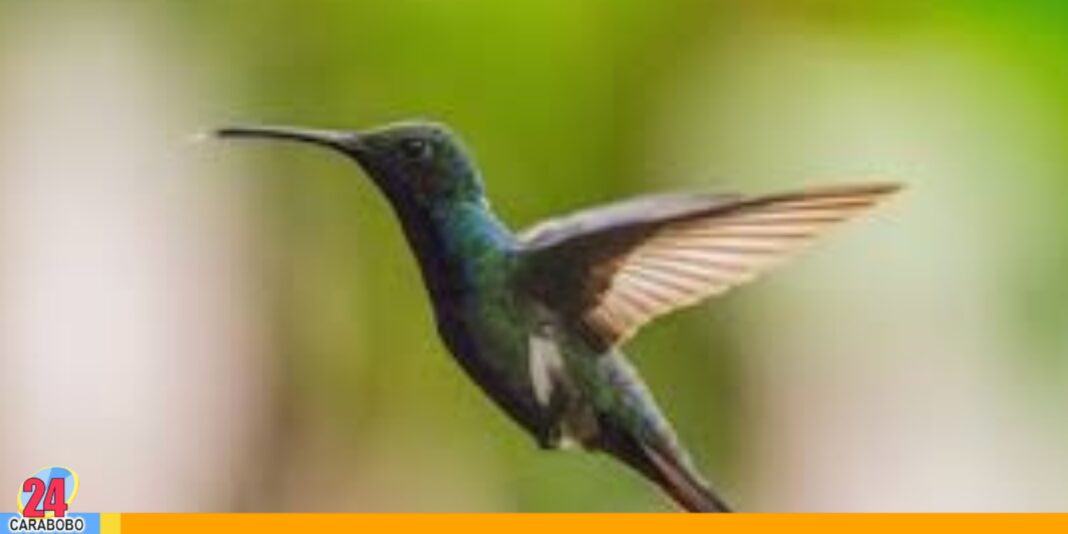 significado avistar colibrí