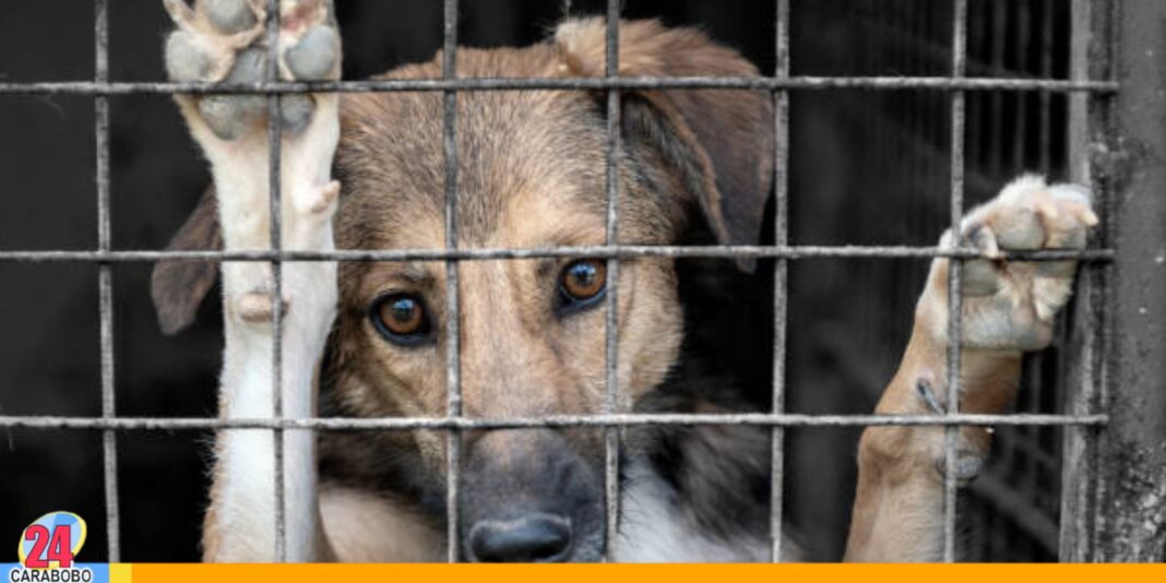 maltrato animal en Anzoátegui