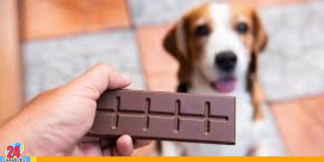 chocolate mascota