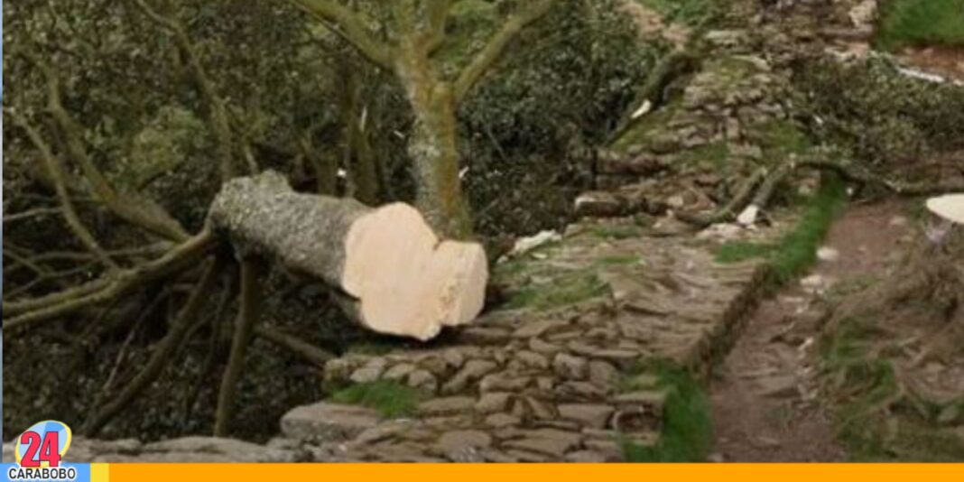Hombres talaron árbol de Robin Hood