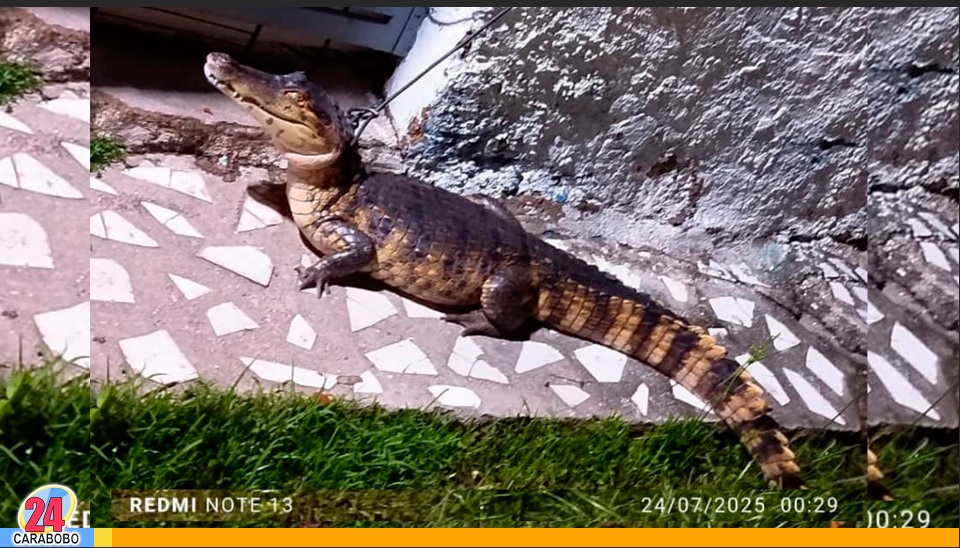 Rescatado caimán de anteojos en Las Agüitas