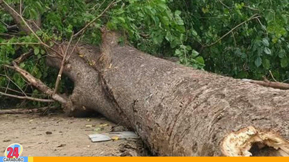 Árbol cayó sobre una vivienda en Los Guayos