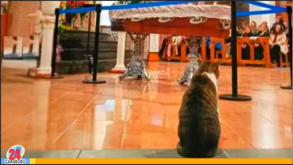 Gato se hizo viral