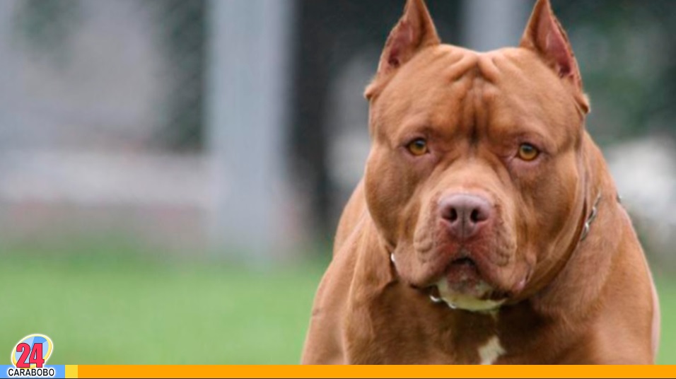 Niña perdió la vida tras ser atacada por un pitbull