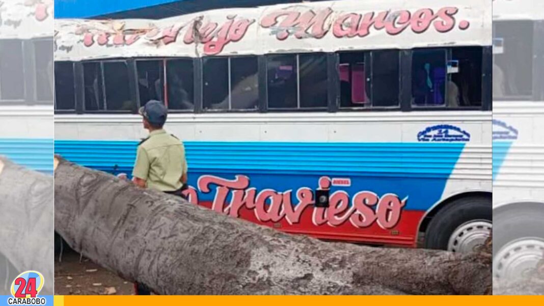 Árbol cayó sobre un autobús