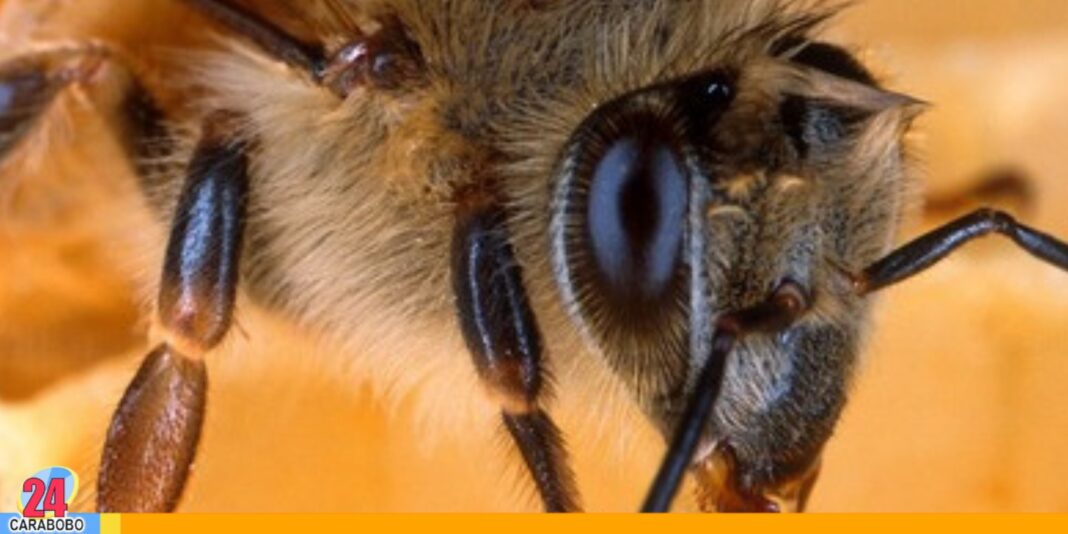 Veneno de abeja cáncer de mama