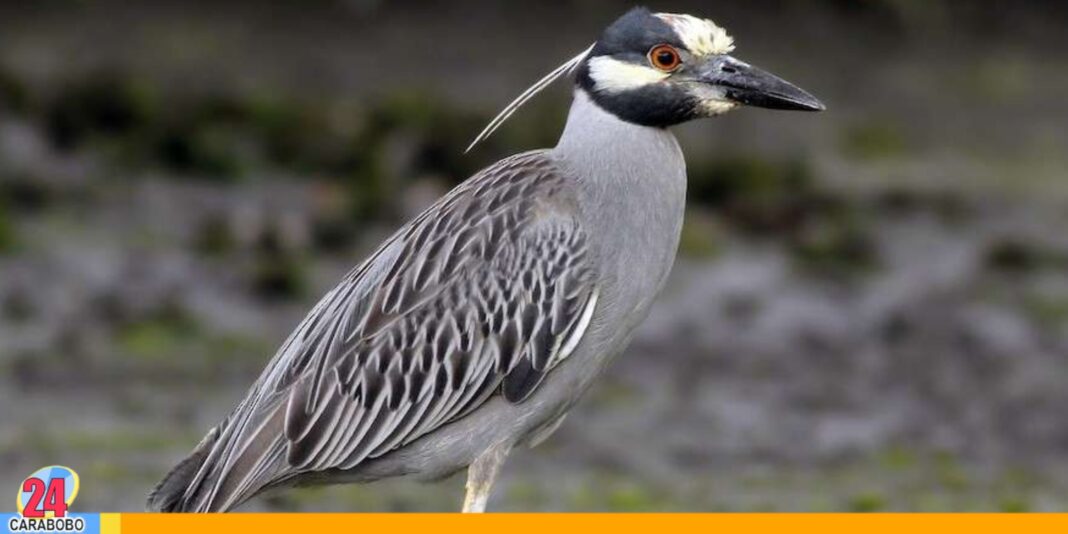 La Sabana nueva especie de garza