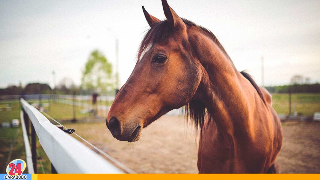 Localizan desmembrado a un caballo