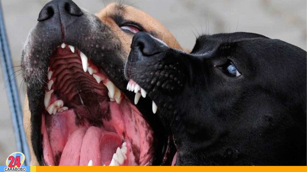 Mujer fallece atacada por perros