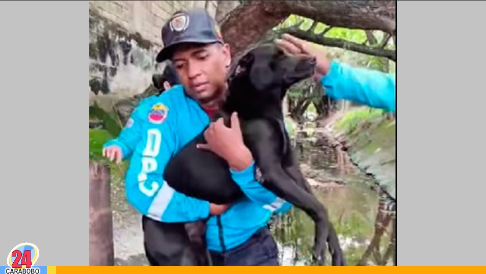 rescataron a un perro en Valencia
