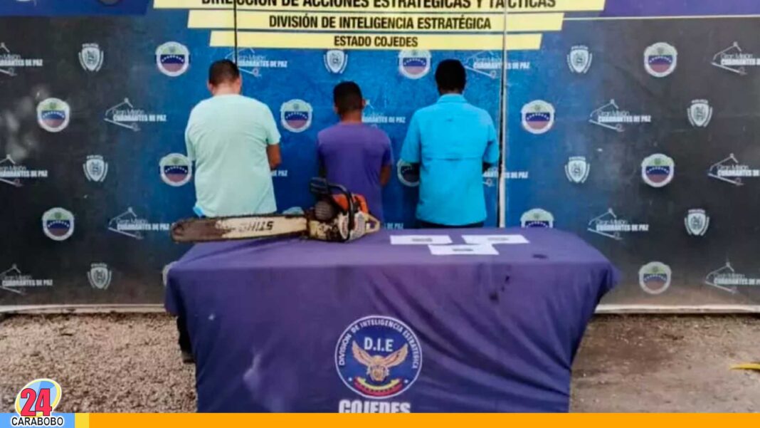 Tala y aprovechamiento ilegal de árboles