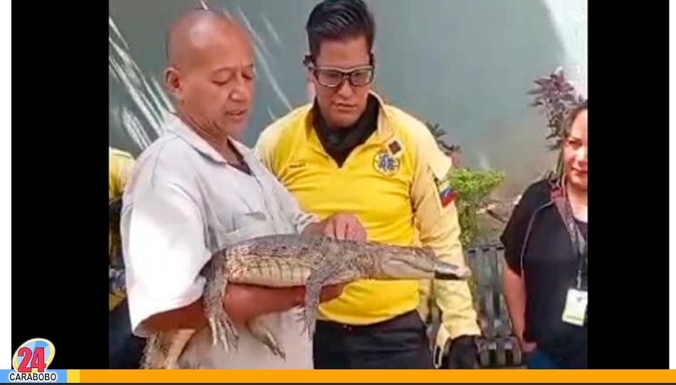 Caimán de anteojos en Naguanagua