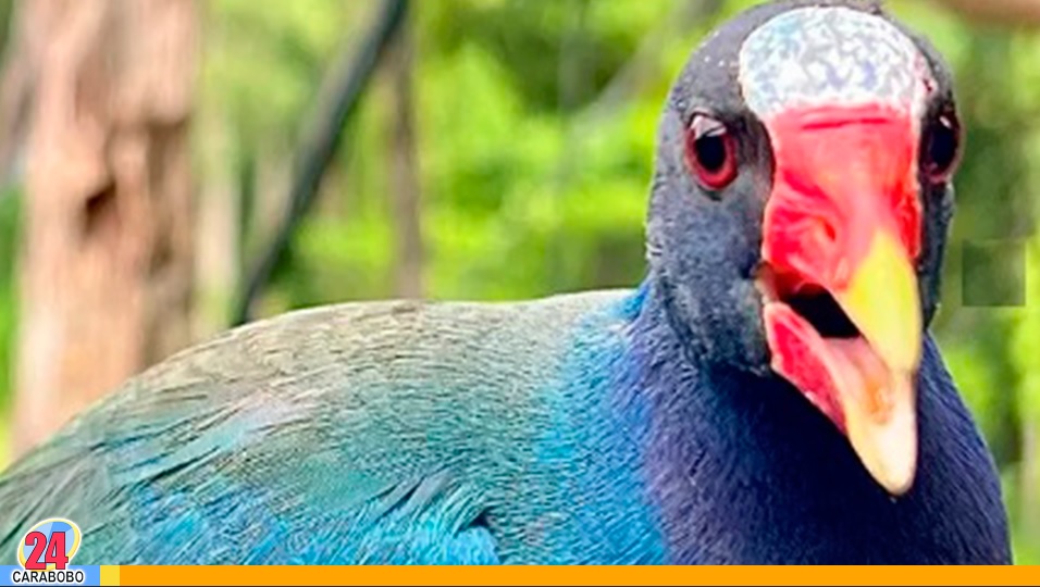 El Gallito Azul