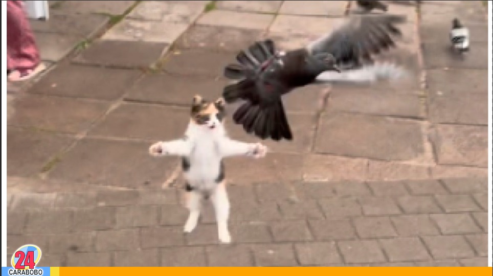 Gato se hizo viral en una plaza