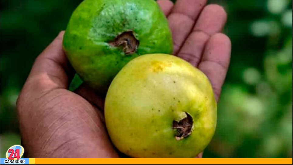 Tomar jugo de guayaba de vez en cuando
