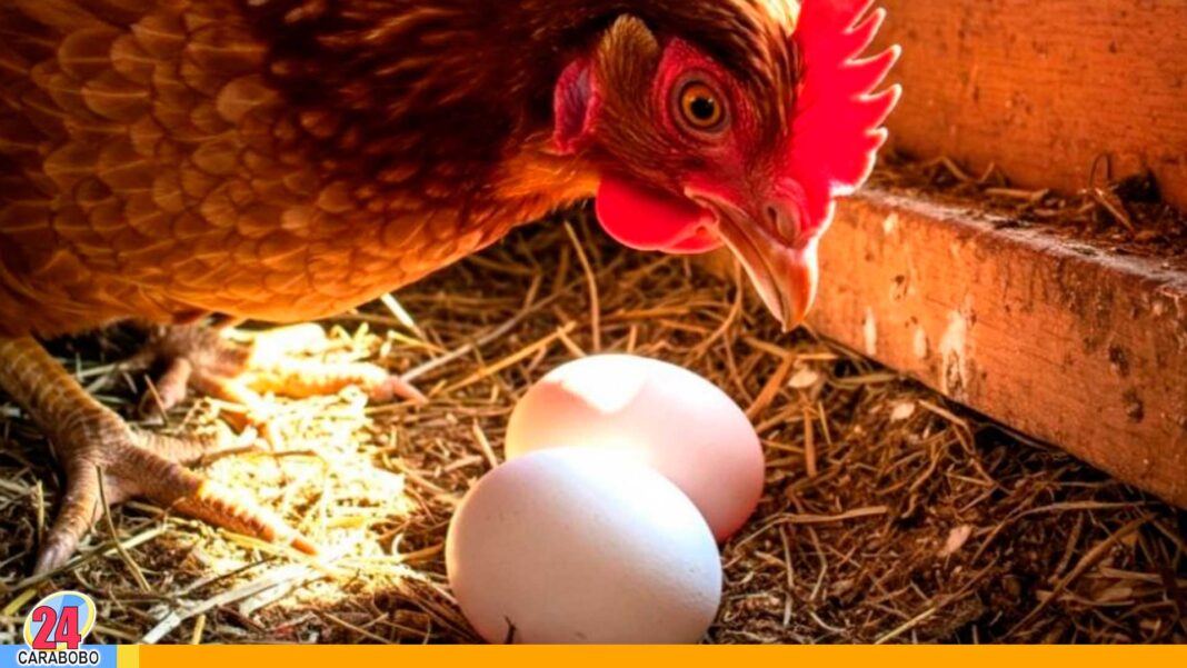 huevo o la gallina