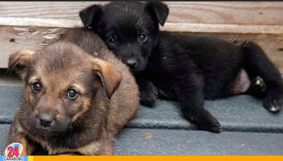 adoptar un perro