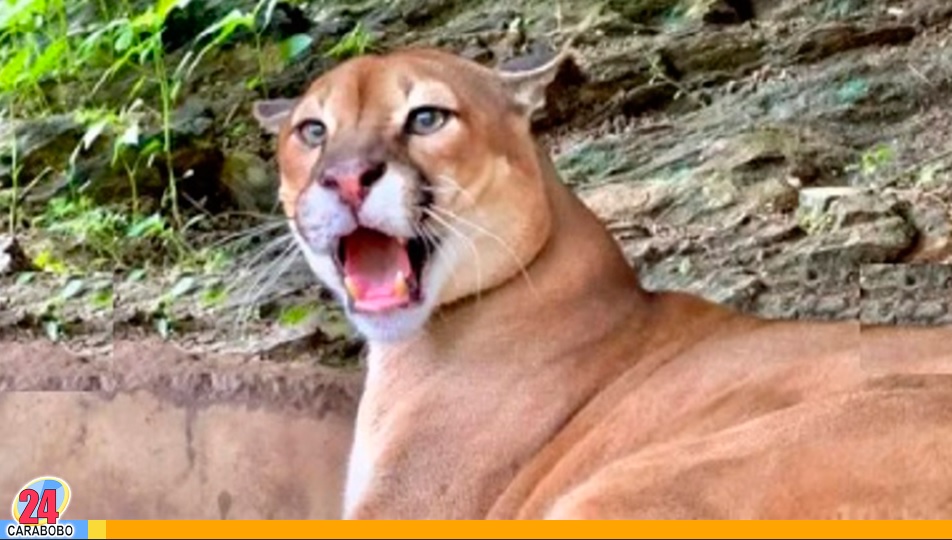 El puma Tito