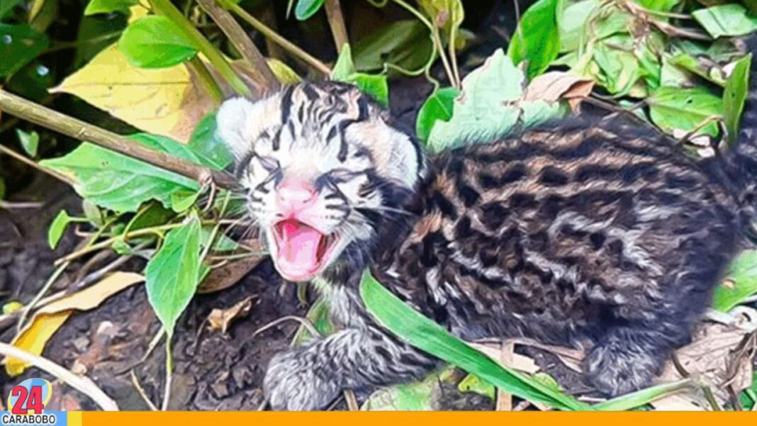 Cunaguaro nace en el Zoológico Las Delicias de Maracay