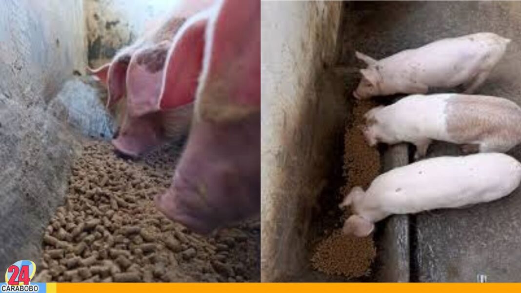 Nueva proteína alternativa para el ganado desarrollada en Venezuela