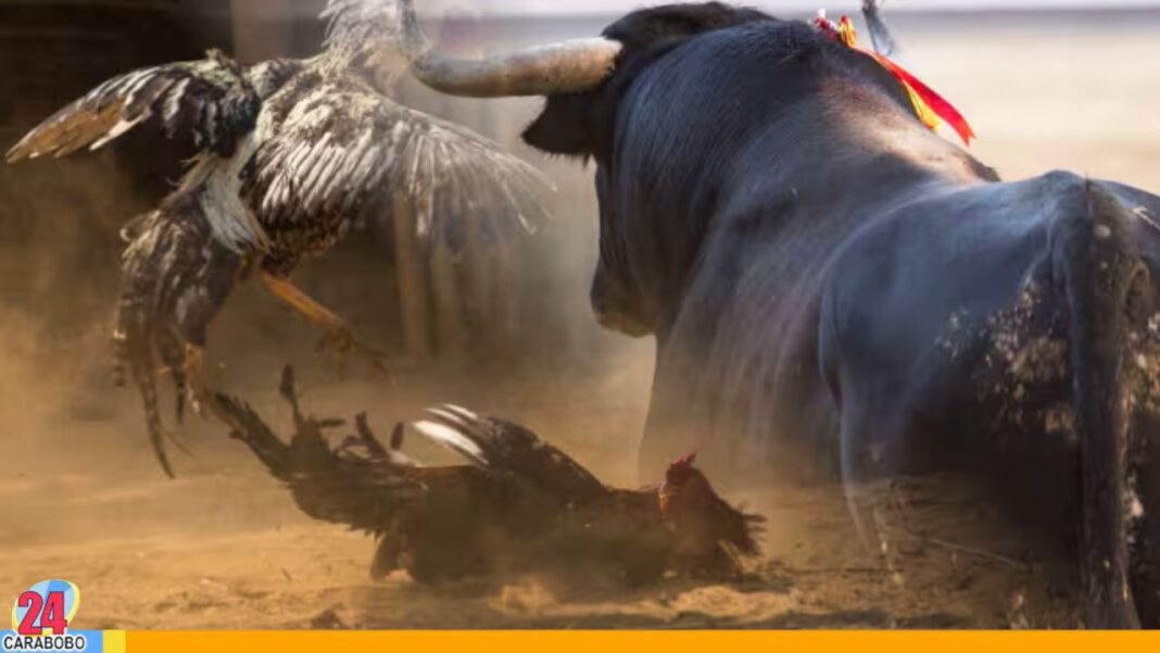 Prohíben las corridas de toros y peleas de gallos en Colombia