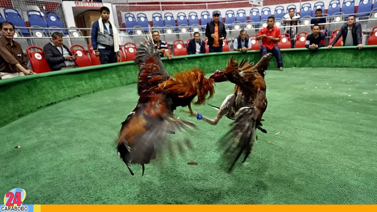 Prohíben las corridas de toros y peleas de gallos en Colombia