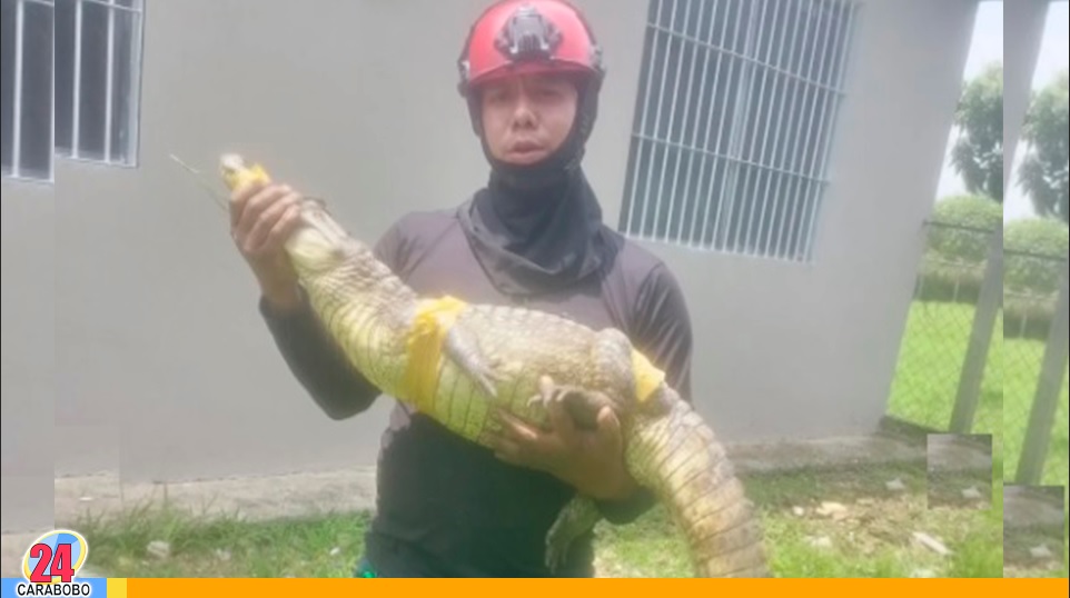 Caimán de anteojos fue rescatado en Tocuyito