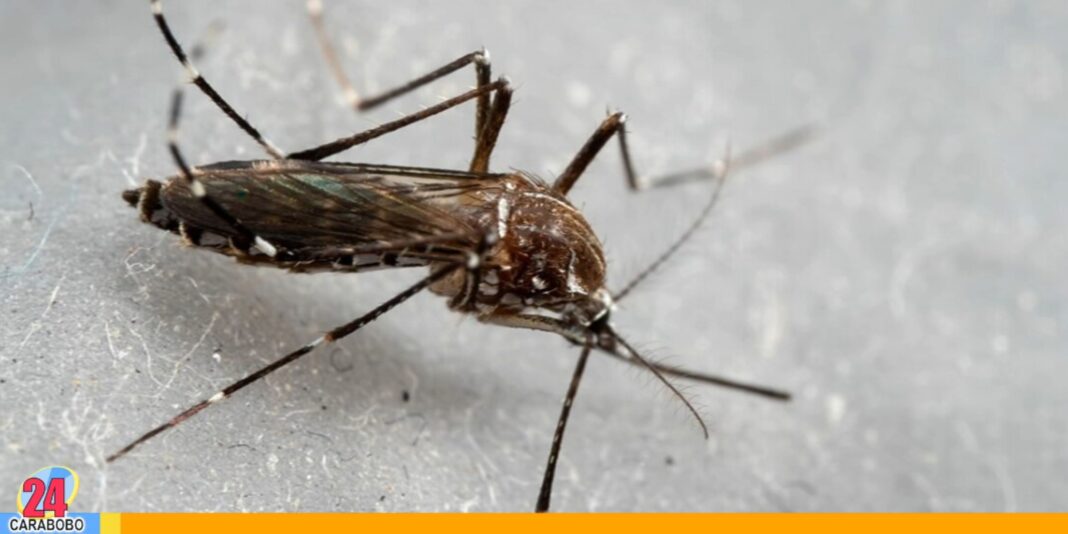nueva especie de zancudo malaria