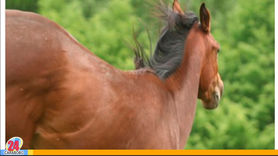 Niña de 11 años falleció tras recibir una patada de un caballo