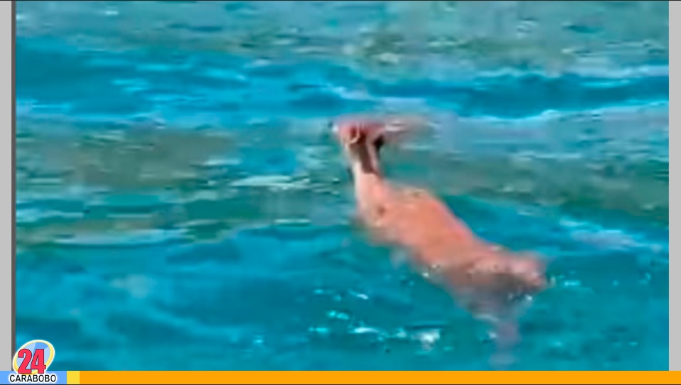 Venado fue rescatado de las aguas en una playa de Aragua
