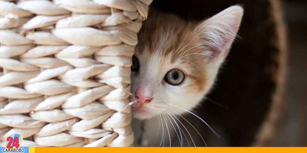 significado La curiosidad mató al gato