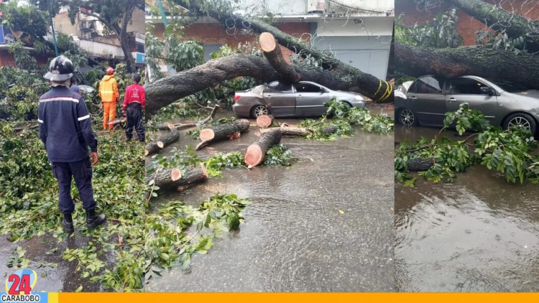 Arbol caído afectó a dos vehículos y una moto en Caracas